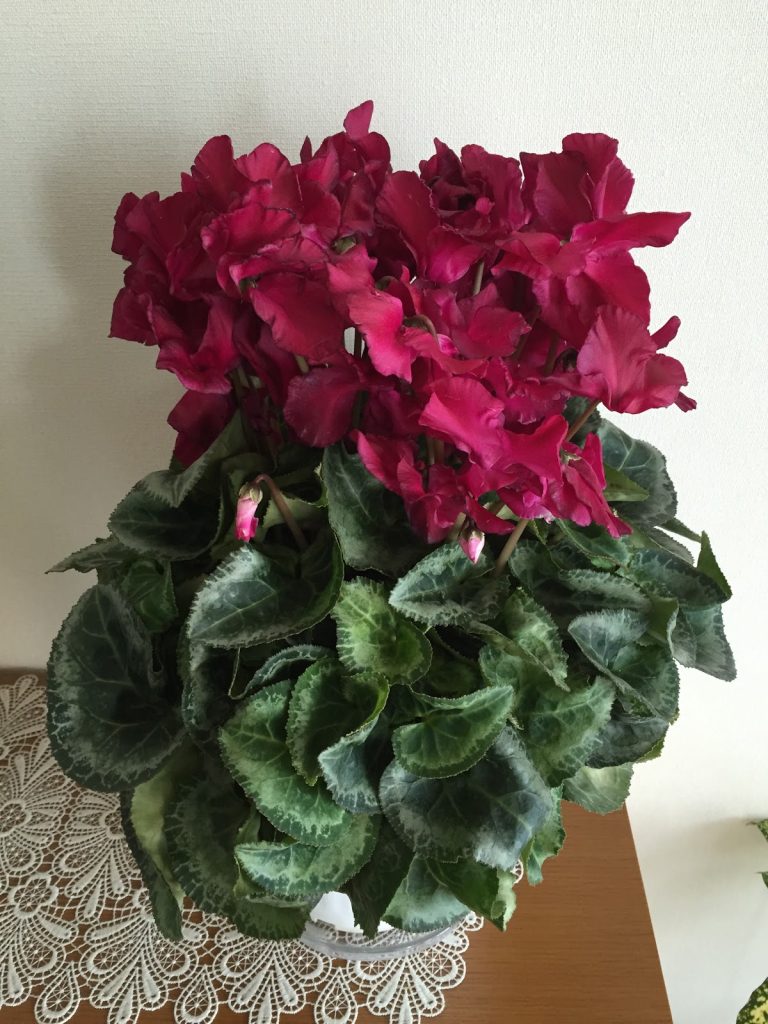 赤いシクラメン