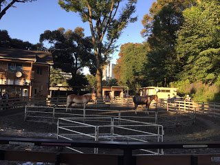 文化の日は代々木界隈を散歩 大学の文化祭と明治神宮 文化の日は代々木界隈を散歩 大学の文化祭と明治神宮