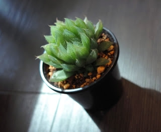 アロエ科のHaworthia vittata 青雲の舞