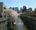 北新宿三丁目辺りの神田川