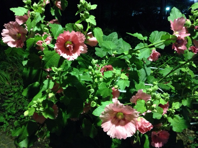 上野と浅草を結ぶ「かっぱ橋本通り」で毎年恒例の「下町七夕まつり」